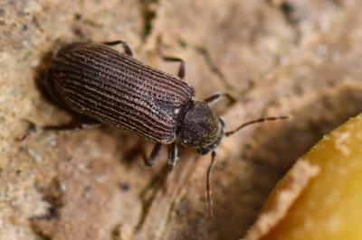 <i>Grynobius planus</i>