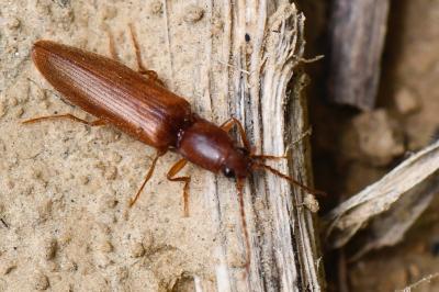 <i>Athous campyloides</i>