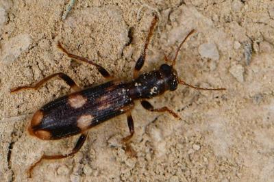 <i>Opilo mollis</i>