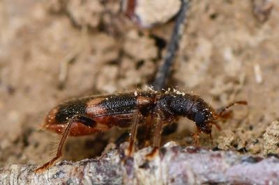 <i>Opilo mollis</i>