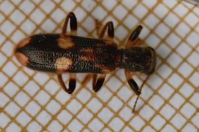 <i>Opilo mollis</i>