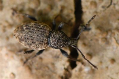 <i>Otiorhynchus raucus</i>