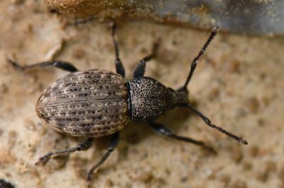 <i>Otiorhynchus raucus</i>