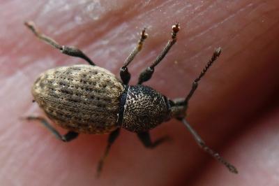<i>Otiorhynchus raucus</i>