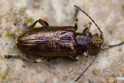 <i>Plateumaris sericea</i>