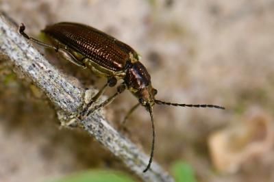 <i>Plateumaris sericea</i>