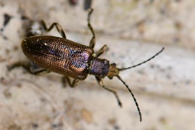 <i>Plateumaris sericea</i>