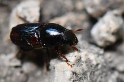 <i>Scolytus scolytus</i>