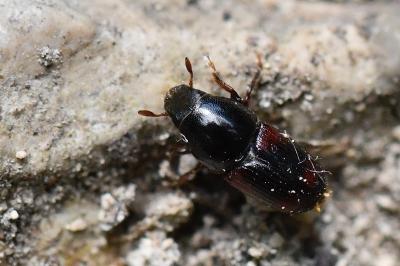 <i>Scolytus scolytus</i>