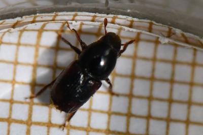 <i>Scolytus scolytus</i>