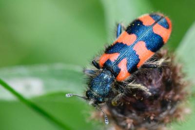 <i>Trichodes alvearius</i>