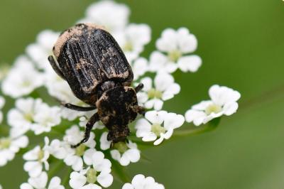 <i>Valgus hemipterus</i>