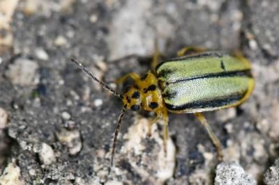 <i>Xanthogaleruca luteola</i>