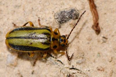 <i>Xanthogaleruca luteola</i>
