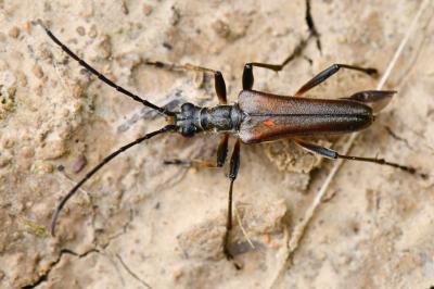 <i>Stenocorus meridianus</i>
