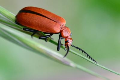 <i>Pyrochroa serraticornis</i>