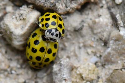 <i>Psyllobora vigintiduopunctata</i>