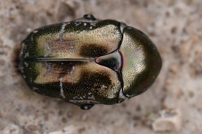 <i>Potosia cuprea</i>