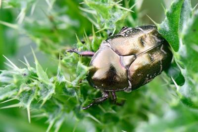 <i>Potosia cuprea</i>