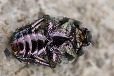 <i>Potosia cuprea</i>