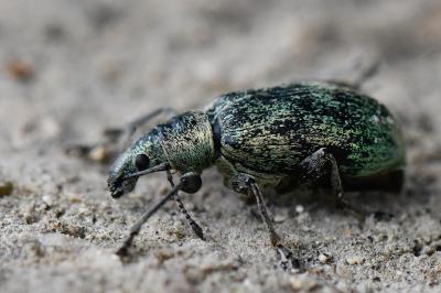 <i>Phyllobius pomaceus</i>
