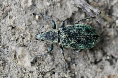 <i>Phyllobius pomaceus</i>