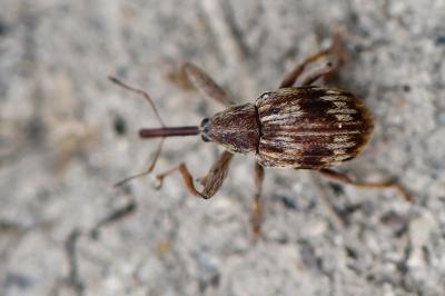 <i>Anthonomus rectirostris</i>