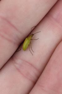 <i>Cteniopus sulphureus</i>
