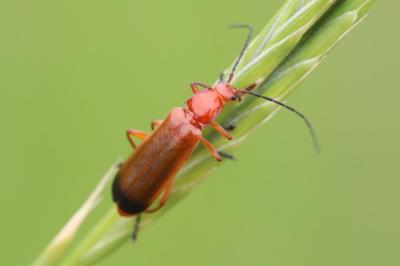 <i>Rhagonycha fulva</i>
