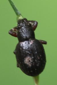 <i>Strophosoma</i>
