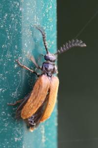 <i>Drilus flavescens</i>