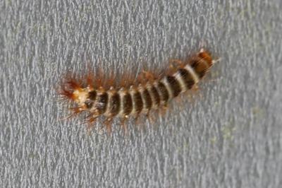 <i>Drilus flavescens</i>