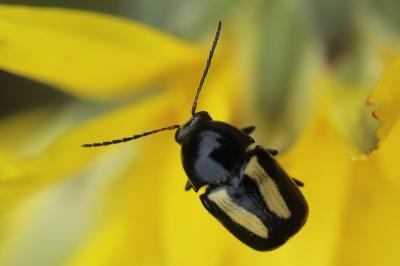 <i>Cryptocephalus vittatus</i>