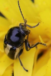 <i>Cryptocephalus vittatus</i>