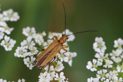 <i>Oedemera podagrariae</i>