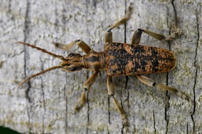 <i>Rhagium sycophanta</i>