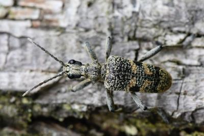 <i>Rhagium mordax</i>