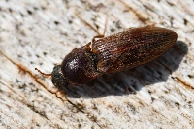 <i>Agriotes lineatus</i>