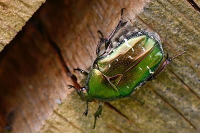 <i>Cetonia aurata</i>