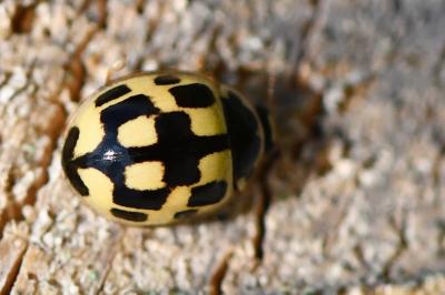 Coccinelle à damier