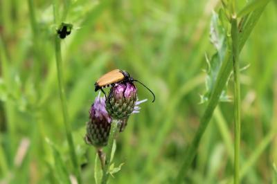 <i>Stictoleptura fulva</i>