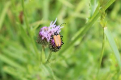 <i>Stictoleptura fulva</i>
