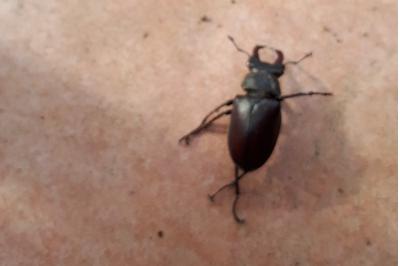 <i>Lucanus cervus</i>