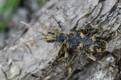 <i>Rhagium sycophanta</i>