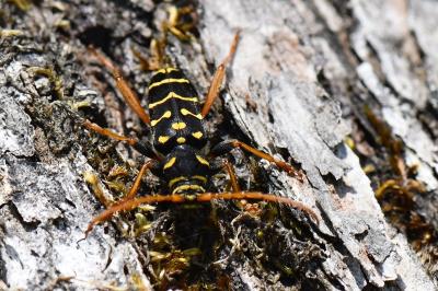 <i>Plagionotus arcuatus</i>