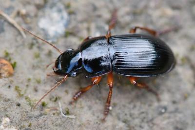 <i>Harpalus latus</i>