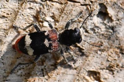 Clairon mutile