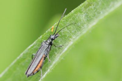 <i>Oedemera</i>