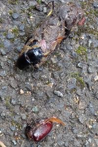<i>Lucanus cervus</i>
