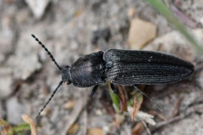 <i>Cidnopus pilosus</i>